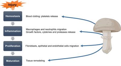 Mushrooms-Rich Preparations on Wound Healing: From Nutritional to Medicinal Attributes
